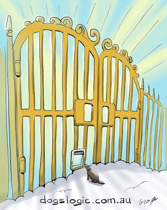 A small dog looking through a tiny pet door on golden pearly gates, illustrating dog logic