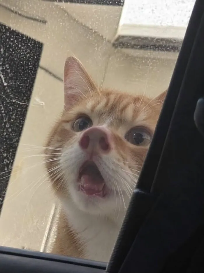 Close-up of an orange cat looking surprised outside a car window animals comedy