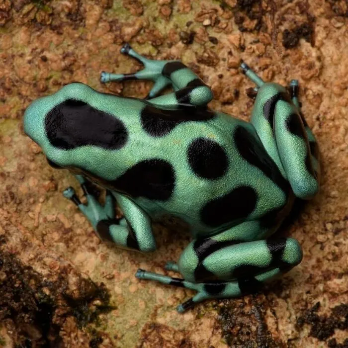 Green-And-Black Poison Dart Frog