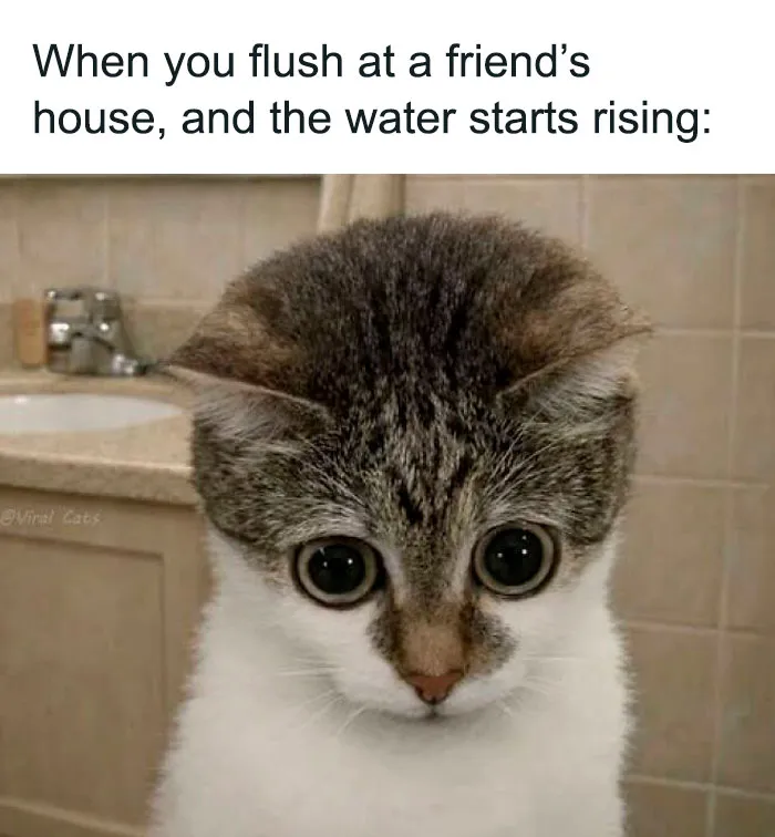 78 Funny Animal Memes That Might Just Improve Your Mood