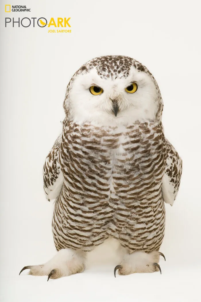 Female Snowy Owl