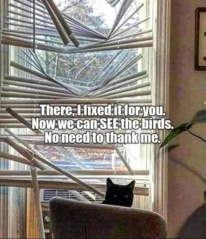 78 Funny Animal Memes That Might Just Improve Your Mood