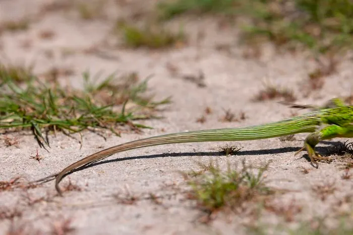 Close-up wildlife photo of green lizard's tail on sandy ground