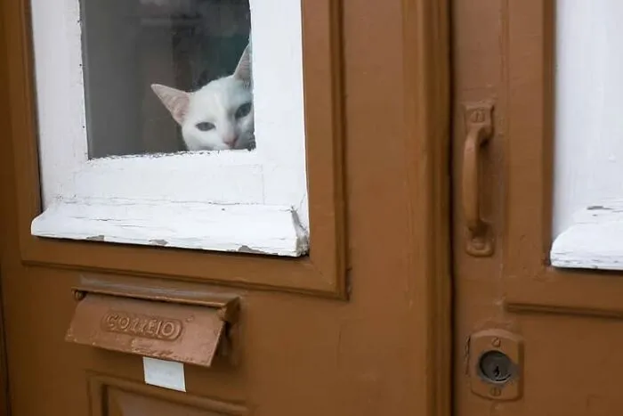 This Street Photographer Took 26 Pics Capturing Animals’ Odd And Hilarious Moments