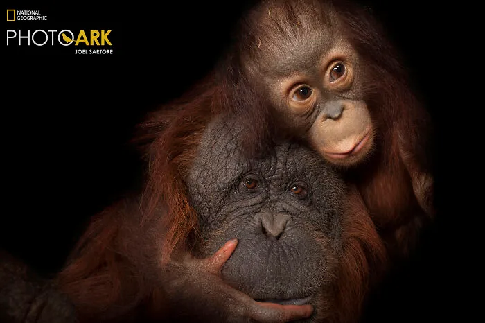 Bornean Orangutans