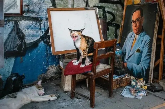 This Street Photographer Took 26 Pics Capturing Animals’ Odd And Hilarious Moments