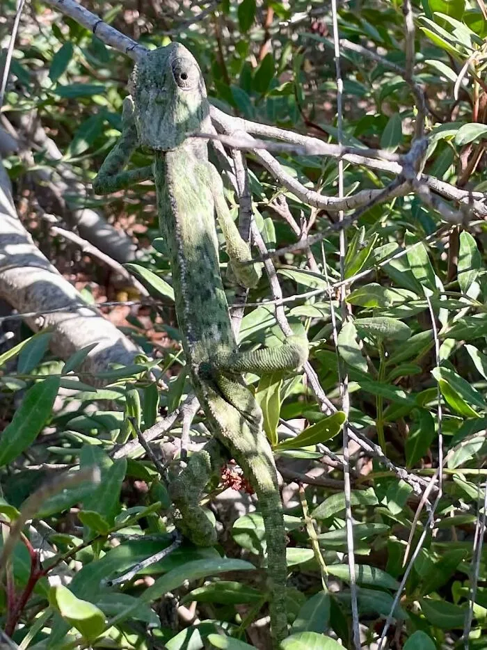 Camouflaged chameleon blending with branches wildlife photo