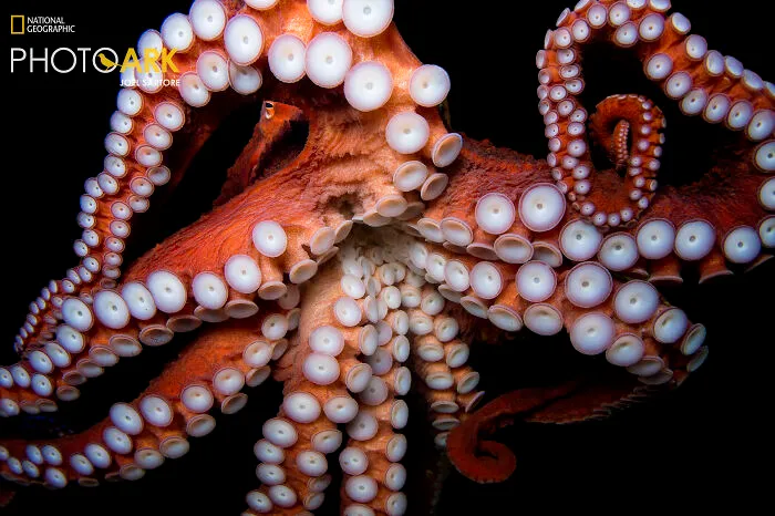 Octopus