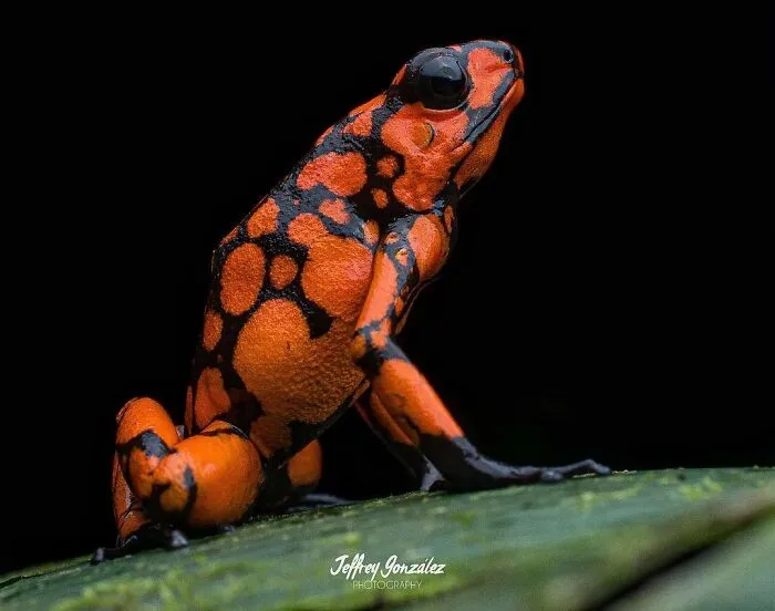 A striking orange frog with black spots sitting on a leaf, demonstrating colorful nature.