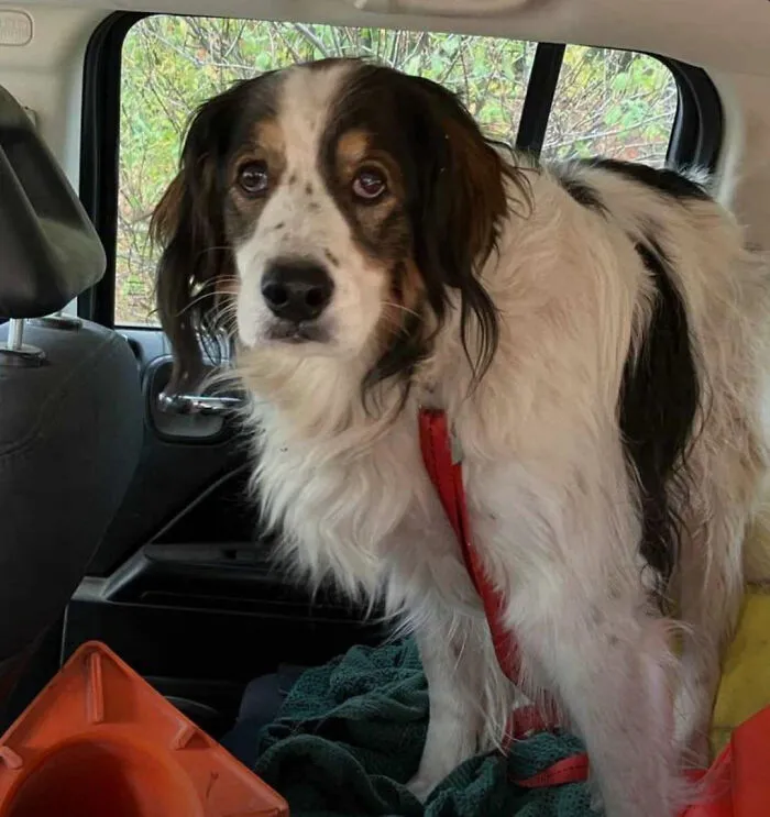 13-Year-Old Rescue Dog Sat In The Middle Of A Rural Road Until A Deputy Followed Her To Her Injured Owner