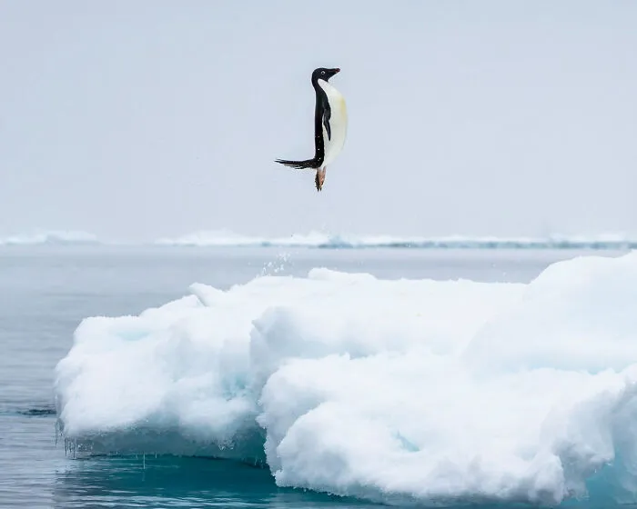 🔥 Strike A Pose: An Adélie Penguin Launches Itself From The Frigid Antarctic Waters