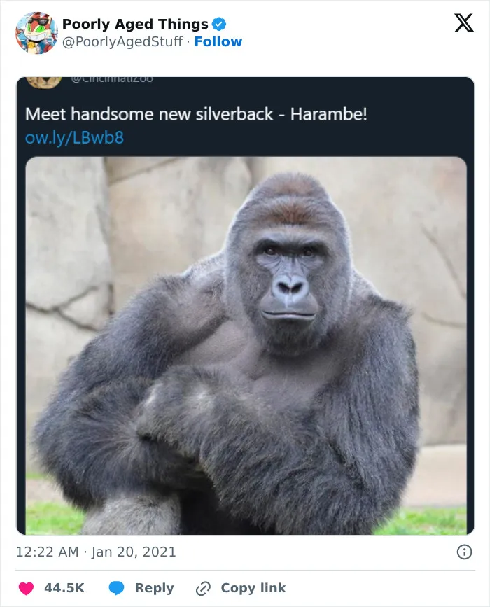 An official Cincinnati Zoo tweet introducing Harambe, a post that aged poorly after tragic events.
