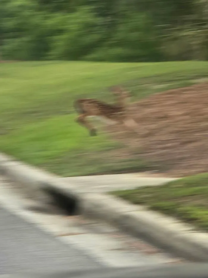 Blurry wildlife photo of a deer running on grass near road