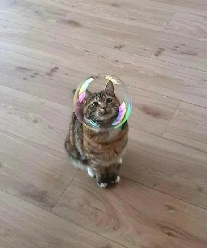 A confusing picture of a domestic tabby cat wearing a soap bubble like a helmet.