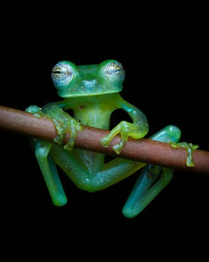Glass Frog