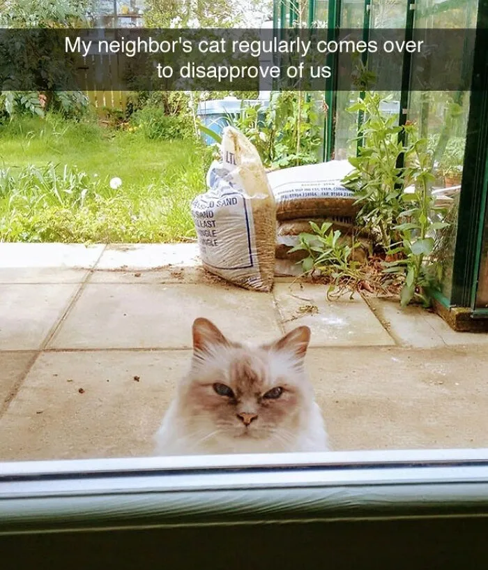 78 Funny Animal Memes That Might Just Improve Your Mood