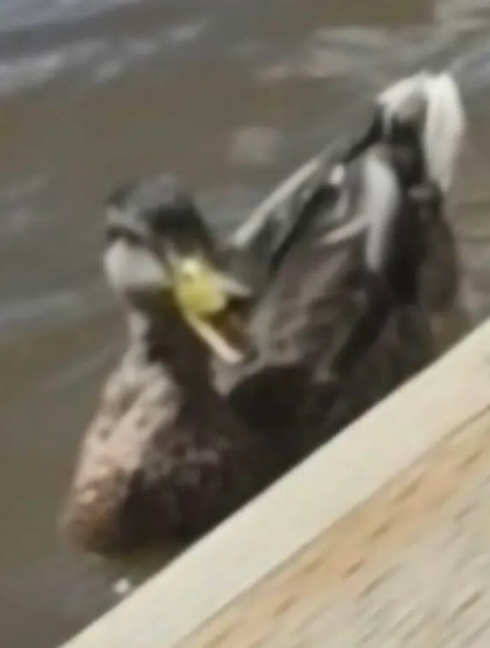 Duck swimming near wooden edge in wildlife photo
