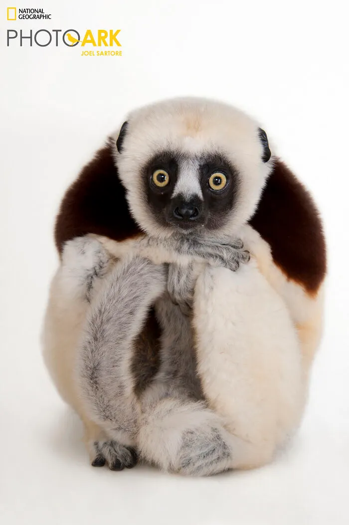 Coquerel's Sifaka