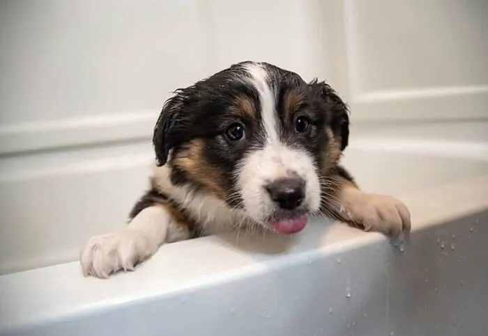36 Pics Shared By ‘WeRateDogs’ That Show Pups Being Overly Dramatic About Bath Time