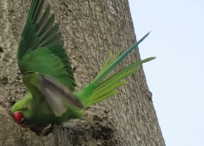Green parrot flying out of a tree hole in a wildlife photo