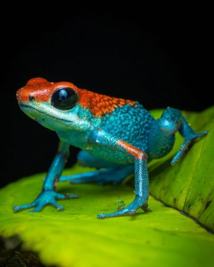 Granular Poison Frog