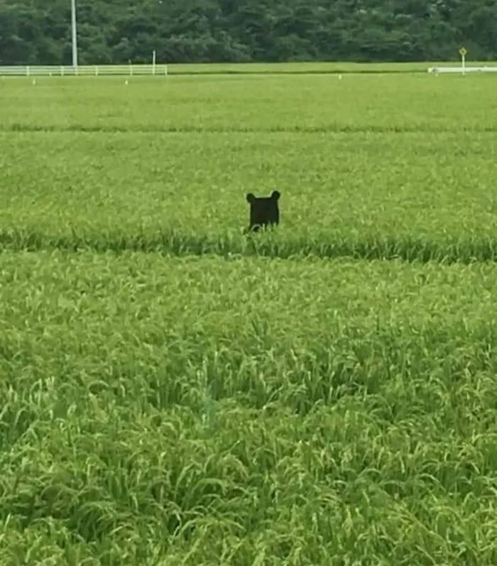 Black bear peering over tall green grass in wildlife photo