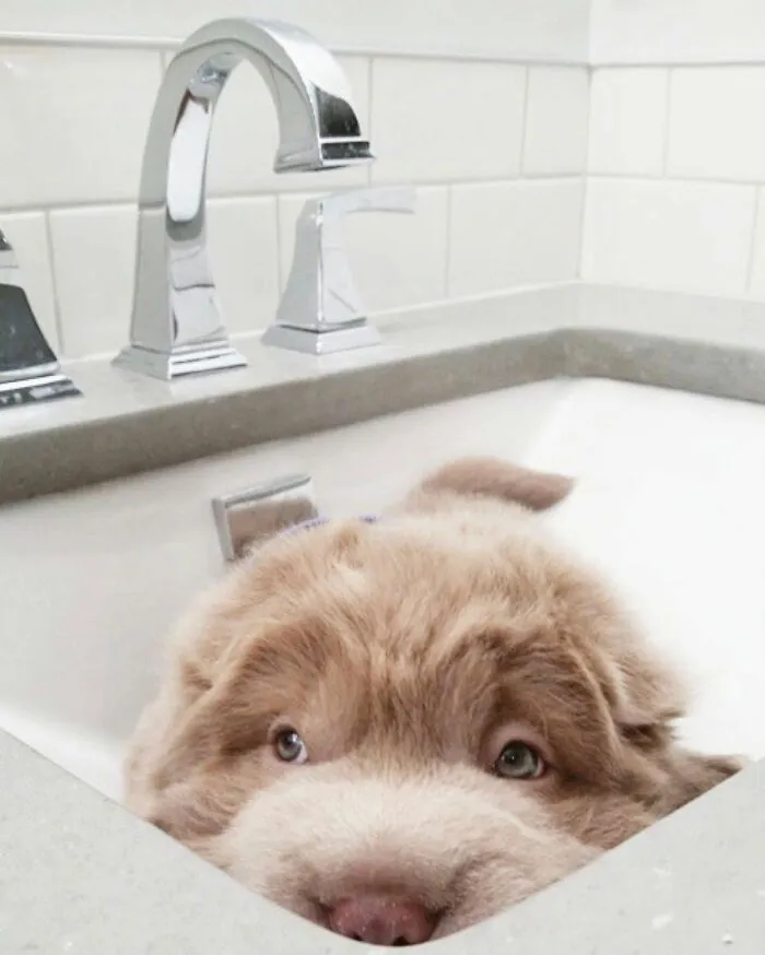 36 Pics Shared By ‘WeRateDogs’ That Show Pups Being Overly Dramatic About Bath Time