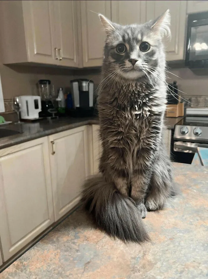 A fluffy grey cat sitting tall on a counter, creating an illusion that might make you look twice.