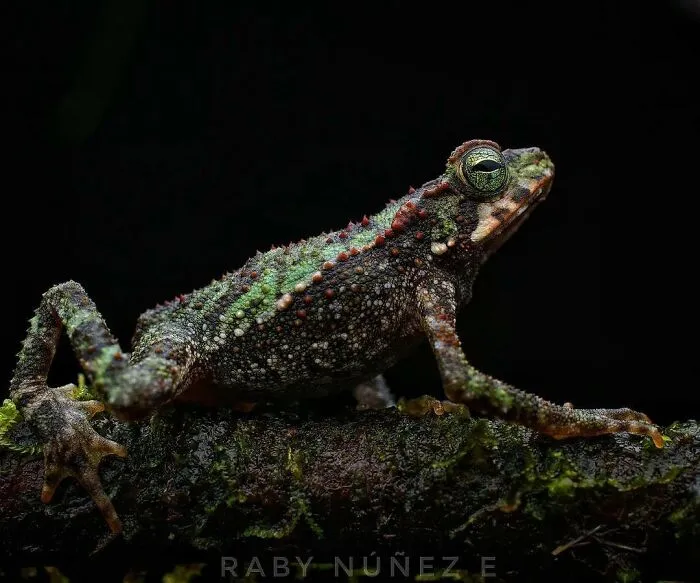 Green Climbing Toad