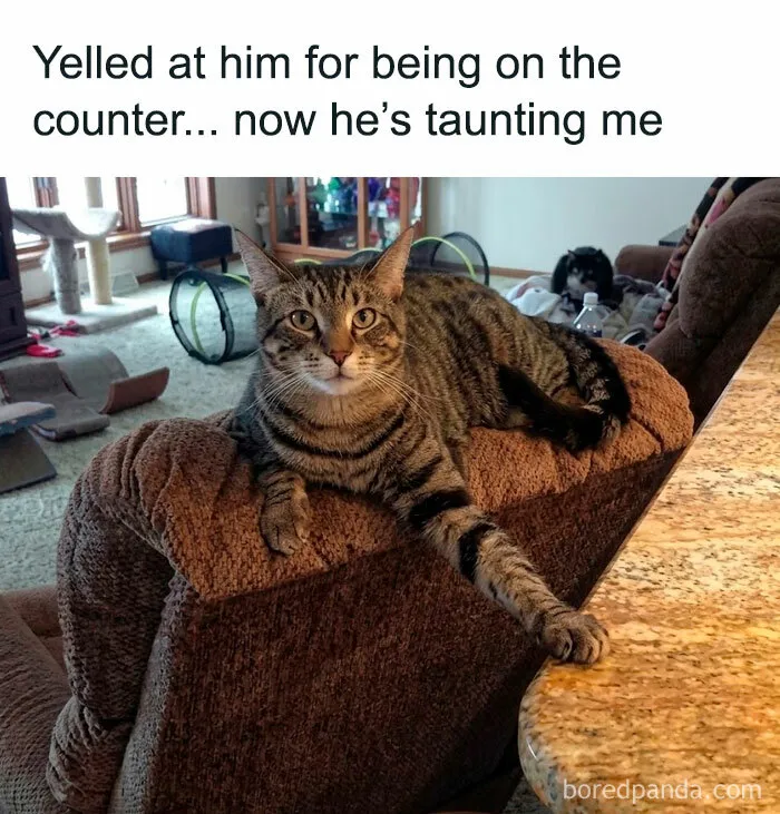 78 Funny Animal Memes That Might Just Improve Your Mood