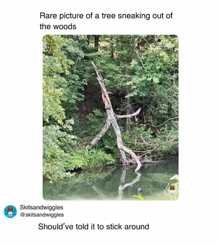 73 Funny And Chaotic Memes For When Life Gets Too Serious