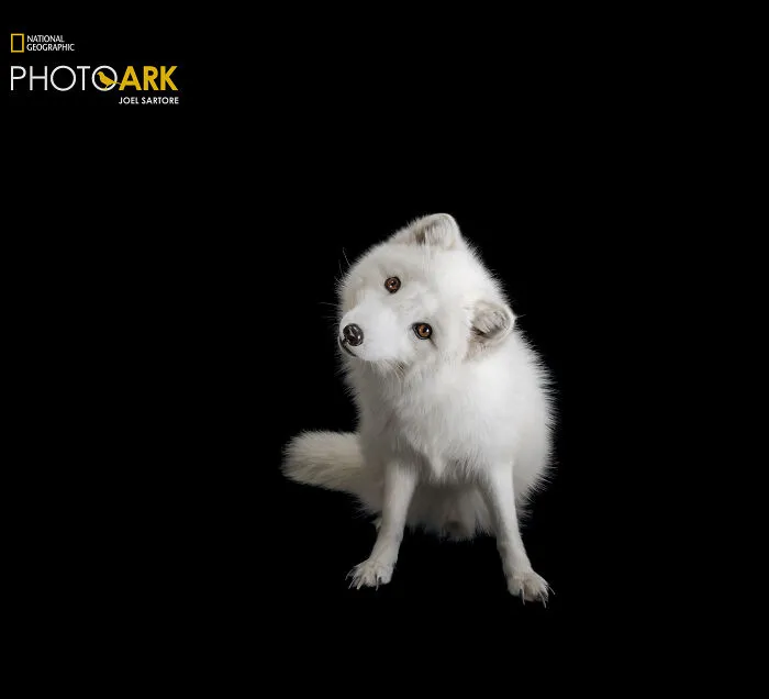 Male Arctic Fox