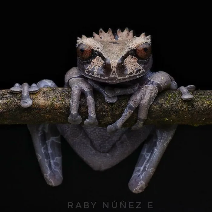 Crowned Tree Frog