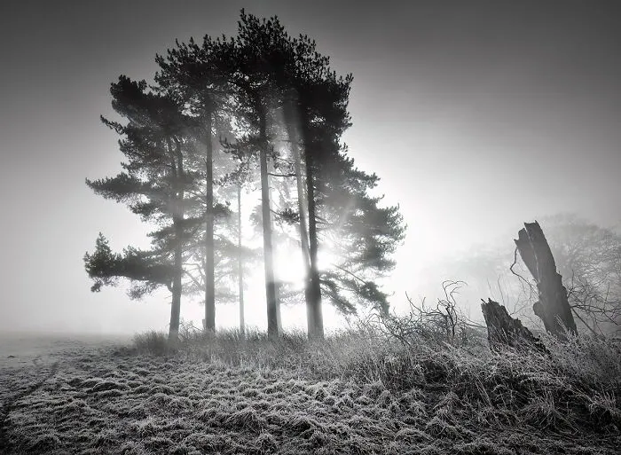 Trees In The Light