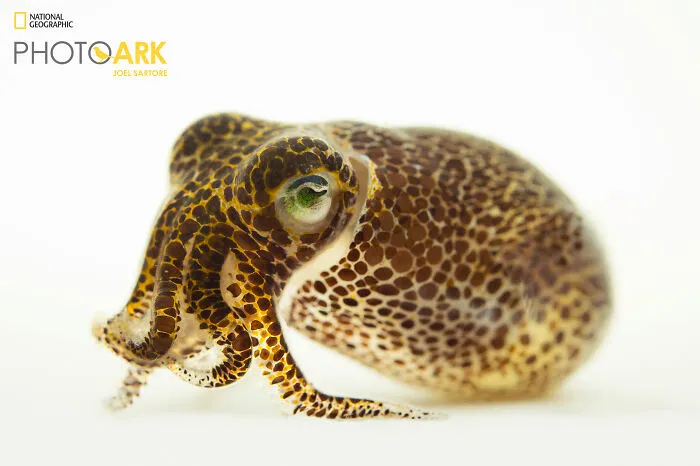Bobtail Squid