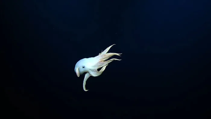 A white dumbo octopus swimming in the deep sea, showing creatures discovered at the bottom of the ocean.