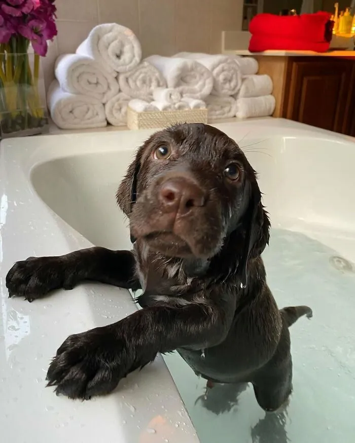 36 Pics Shared By ‘WeRateDogs’ That Show Pups Being Overly Dramatic About Bath Time