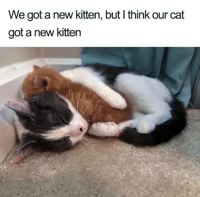 70 Funny Cat Memes Shared By This Page To Send Your Furry Friend And Lift Your Spirits