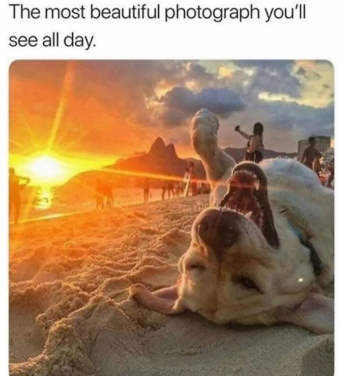 76 Funny Jokes Shared By The “Spicy Dog Memes” Page That Dog Owners Might Instantly Relate To
