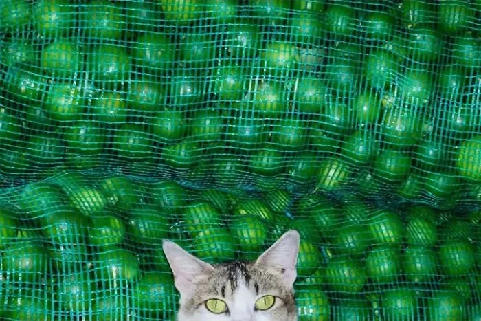 This Street Photographer Took 26 Pics Capturing Animals’ Odd And Hilarious Moments