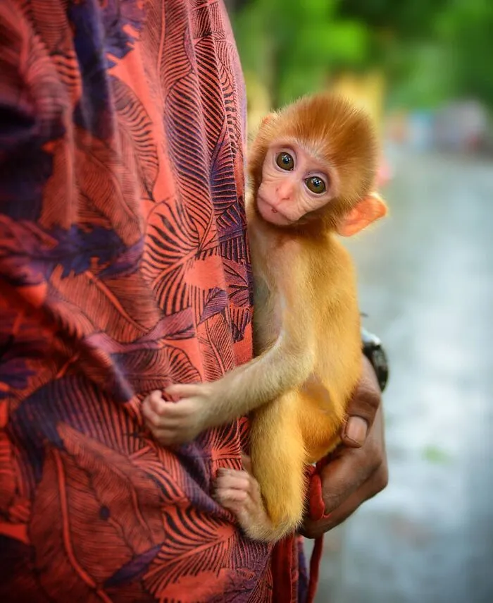 43 Unexpected Animal Encounters Captured By This Street Photographer
