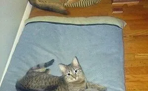 This Page Shared 51 Photos Of Silly Cats Doing Whatever They Want