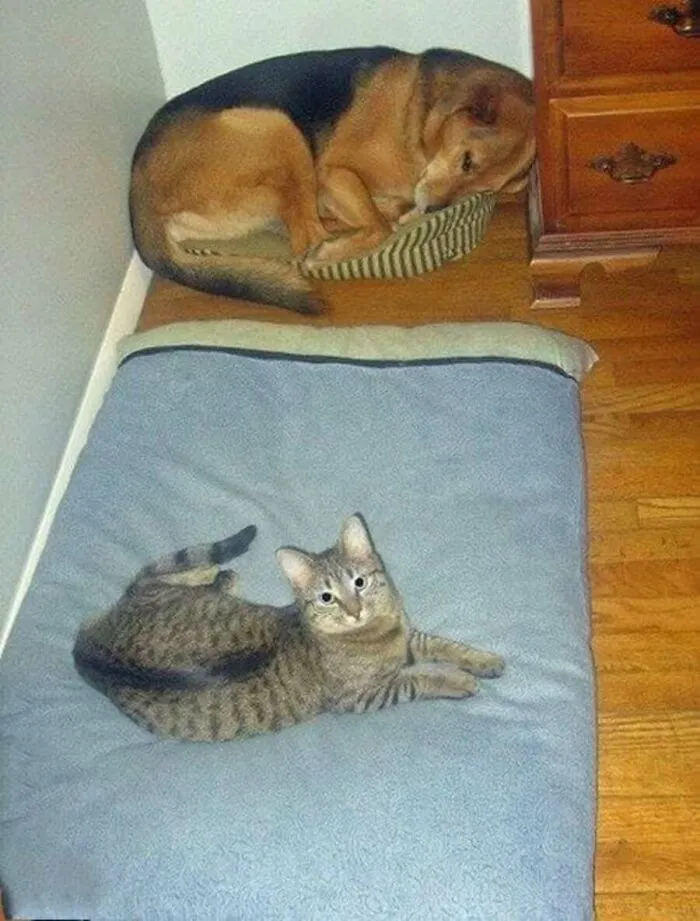 52 Cat Pics From “Meow World” That Prove Their Life Choices Make Perfect Sense To Them, And Them Only