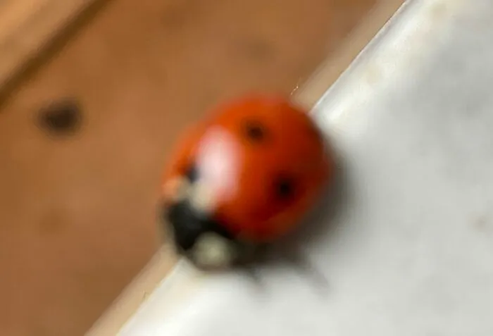 Close-up blurry photo of a red ladybug on a white surface in a wildlife context