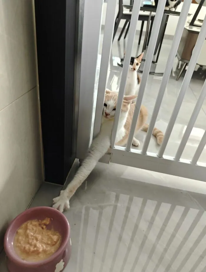 Cat stretching paw through gate to reach food bowl showing animals comedy talent