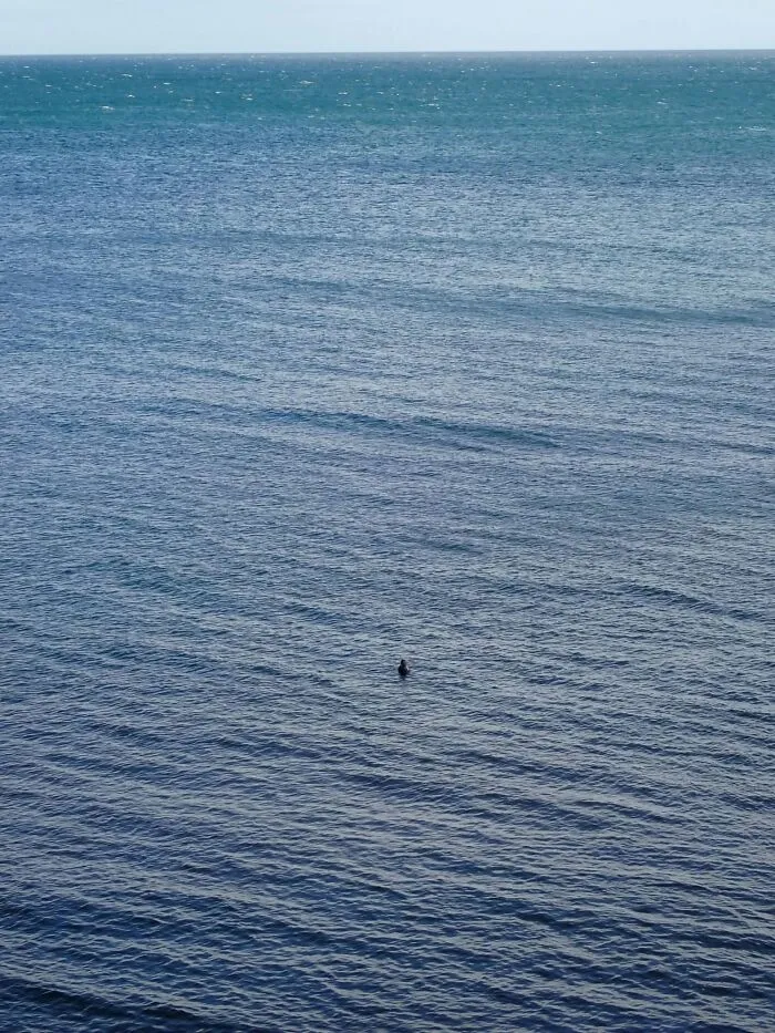 Wildlife photo of a lone seal barely visible in vast ocean water