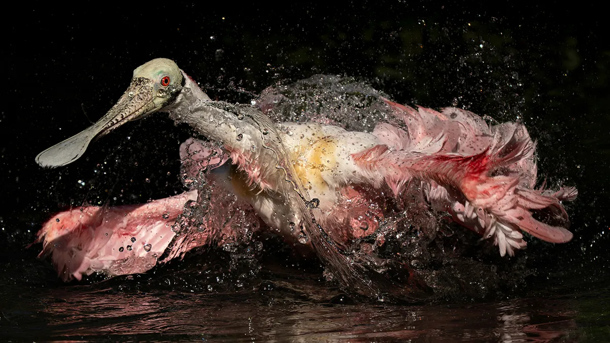 These 54 Bird Pictures Were The Best At The 2025 And 2026 Audubon Photography Awards
