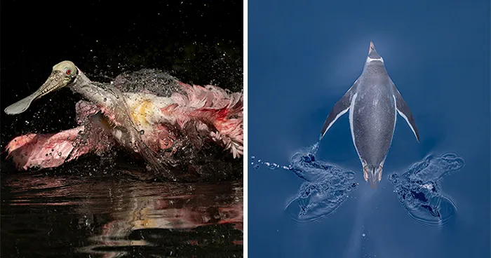These 54 Bird Pictures Were The Best At The 2025 And 2026 Audubon Photography Awards