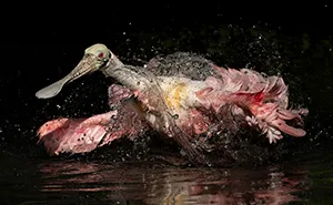 These 54 Bird Pictures Were The Best At The 2025 And 2026 Audubon Photography Awards