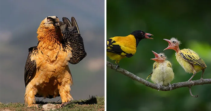 The 2026 Academy Photo Awards Highlighted These 36 Incredible Bird Photos